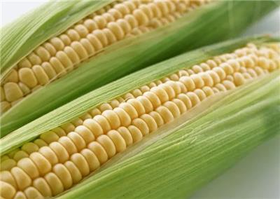 苏州玉米转基因检测 黄曲霉毒素检测