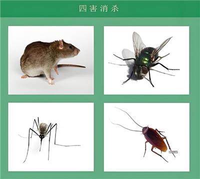 揭阳灭老鼠市场报价