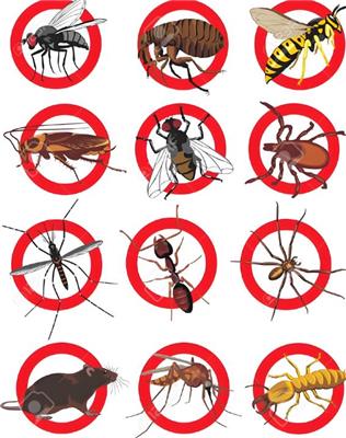 灭白蚁对环境有什么影响