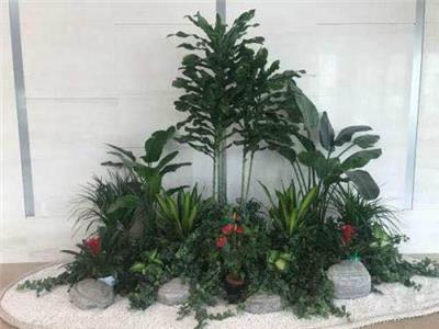 白云区盆栽怎么租赁