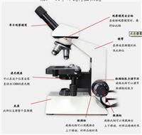 日本  正向、倒置生物显微镜