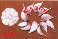 大蒜种子