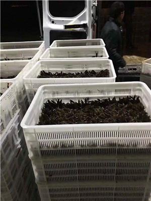 广东小龙虾 养殖虾 龙虾多少钱一只