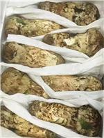 **菌獐子菌/鲜货黑虎掌菌/**黑虎掌菌批发/精品黑虎掌批发零售