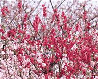 供应*桃花基地 广西桃花树苗 金银花苗 桃花1号