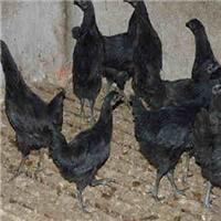 榆林B830鸡苗厂家，B830鸡苗疫苗注射