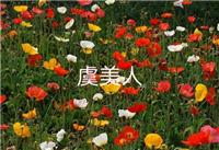 了解虞美人种子什么价格花期是多长时间