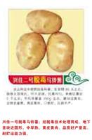 环球种业 长春哪个公司的土豆种子好