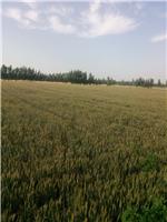 齐河县小麦种植基地