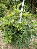 有鸭脚木的鸭脚木质量好价格低