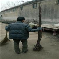 山楂苗基地大金星山楂苗今年价格5公分粗山楂苗价格