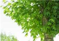南召县五角枫种植销售