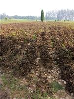 亳州市白芍种植-亳州市谯城区王小伟种植专业合作社