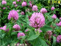 红色花三叶草净籽送货到家