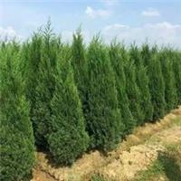 供应侧柏 采购侧柏 侧柏批发
