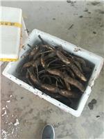 湘莲藕种 太空莲藕种批发