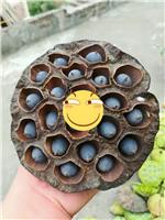 广东正宗莲藕种批发价格 在线免费咨询