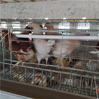 60天各品种蛋鸡青年鸡