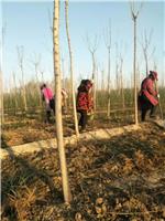 冠县淑女槐小苗基地 淑女槐基地淑女槐批发