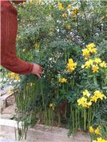 贵港大量供应黄花槐种子高速边坡绿化种子