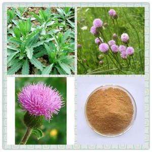 小蓟提取物 小蓟粉 多种规格 比例提取 1公斤起订