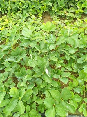 宁玉草莓苗 宁玉草莓苗种植技术