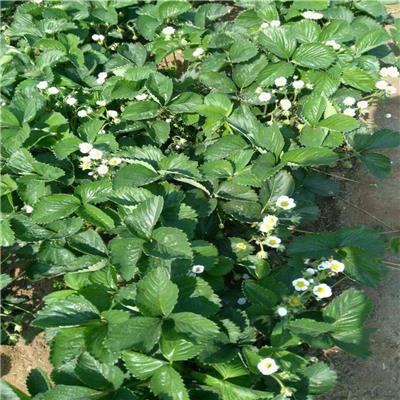 小白草莓苗 小白草莓苗基地