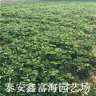宁玉草莓苗 宁玉草莓苗有卖的
