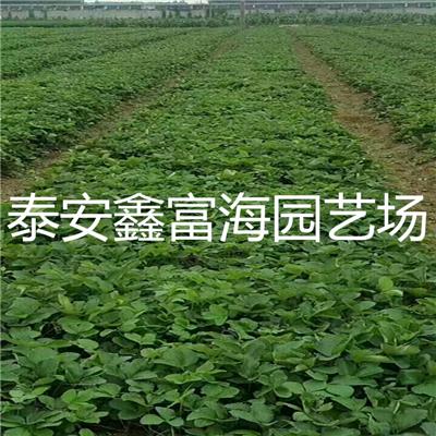 甜查理草莓 甜查理草莓有卖的