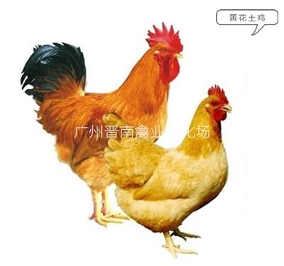 新手养鸡怎么选择鸡苗黄花公鸡黄4黄3优质肉土鸡 供应批发价格土3土4品种