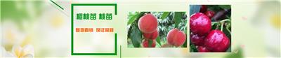 甜查理草莓 甜查理草莓批发