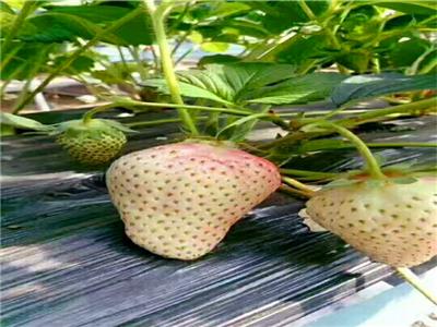 甜查理草莓 甜查理草莓价格与报价