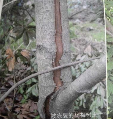 厂家直销溃腐灵加红糖防治杨梅冻害效果显着