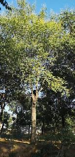 栾树 北栾树