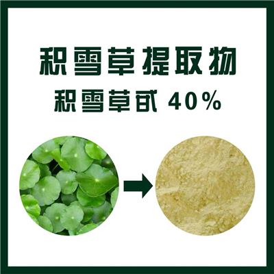 曲靖积雪草提取物厂