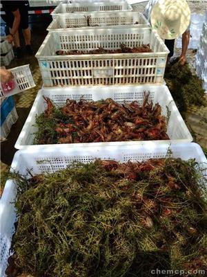 四川龙虾养殖基地 小龙虾行情 买小龙虾