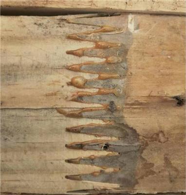 子长方木对接 诚信服务