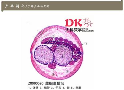 蛔虫切片 厂家货源生物显微玻片 高品质生物切片标本
