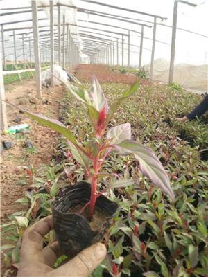 四季草花批发，草花基地时令草花批发，河南草花基地
