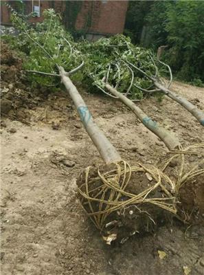 枫杨基地大量现货销售中