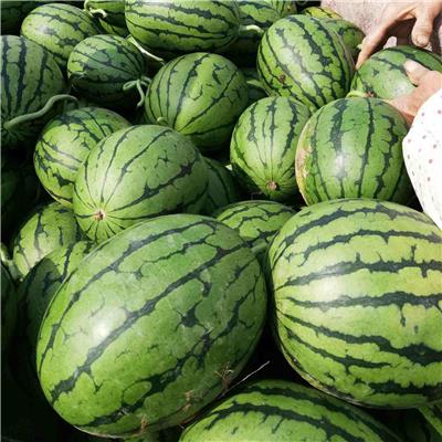 山东潍坊精品红玉，2k，l600大量供应中