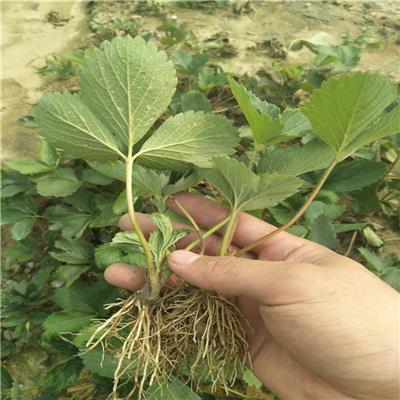 天津地栽草莓苗、地栽草莓苗采购价格