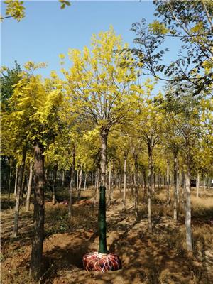 盐城金叶白蜡苗圃 金叶白蜡苗木基地