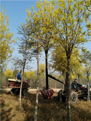 淮安金叶白蜡基地 金叶白蜡繁殖基地