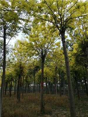 淮安金叶白蜡苗圃 金叶白蜡种植基地