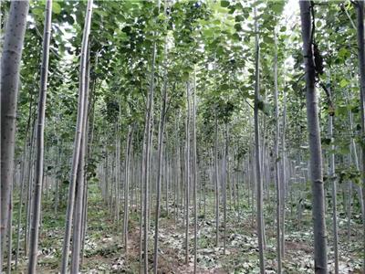 山东毛白杨基地