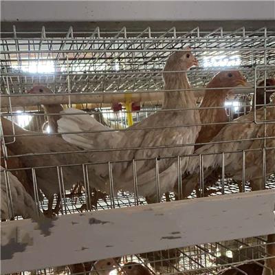 孝感罗曼灰青年鸡行情价 60天罗曼灰鸡苗报价