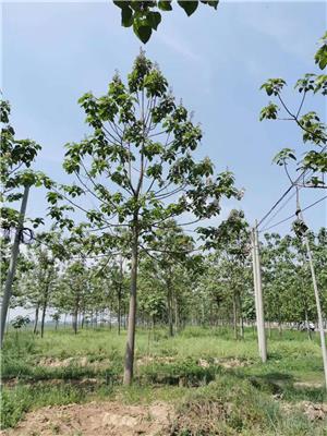 河南泡桐苗圃 泡桐供应基地