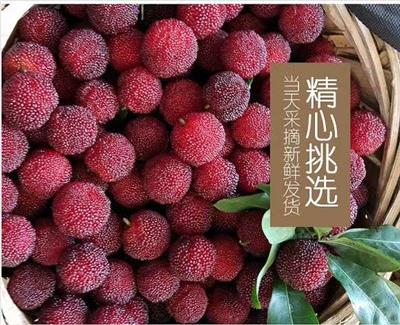 福建漳州浮宫硬丝杨梅