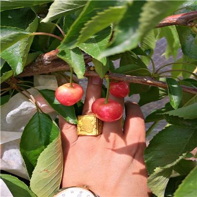 樱桃苗 矮化樱桃树苗价格 樱桃苗品种